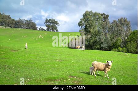Vue sur le paysage des moutons dans la prairie de la ferme verte. Copier l'espace. Banque D'Images