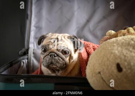 Le PUG dog dans la valise avec soft toy par le côté. Voyage d'adoption chien ou concept. Banque D'Images