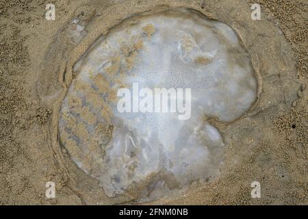 Gros plan de méduses méduses échoués sur la plage, plusieurs méduses Banque D'Images