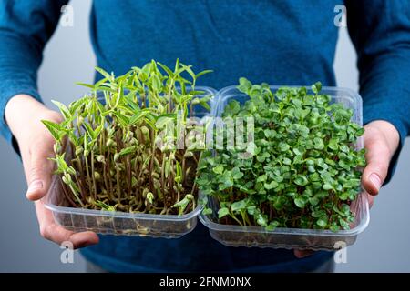 Tenez le micro-vert entre vos mains. Écrasez et écrasez les pousses d'arugula dans un plateau en plastique. Jardinage urbain. Nourriture végétalienne biologique. Vitamines utiles Banque D'Images