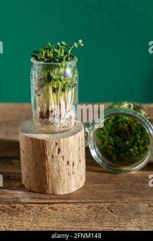 Croissance microverte. Pots en verre avec germes de luzerne, radis, laitue, chou sur un socle en bois. Graines germinantes pour la nourriture écologique végétalienne. Accueil Banque D'Images