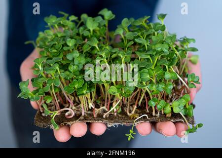Tenez le micro-vert entre vos mains. Radis, arugula, chou et laitue. Pousses de choux. Jardinage urbain. Nourriture végétalienne biologique. Vitamines utiles. Croissance à Banque D'Images