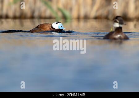 Canard à tête blanche avec la première lumière de l'aube dans une zone humide du centre de l'Espagne au printemps Banque D'Images