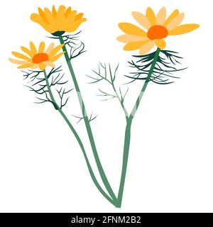 Fleur de calendula, fleur de printemps d'herbes médicales Illustration de Vecteur