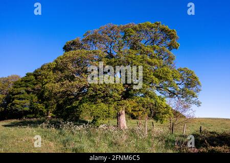 Bluebell Wood dans le Staffordshire Banque D'Images