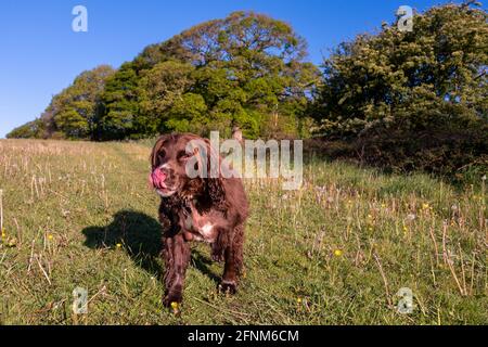 Chien de Cocker en activité lors d'une promenade en anglais campagne Banque D'Images