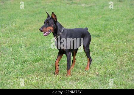 Le chiot doberman Pinscher est situé sur une herbe verte dans le parc d'été. Animaux de compagnie. Chien de race. Banque D'Images