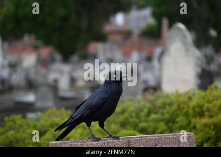 Photo d'un petit corbeau face à droite, perché au sommet d'une tombe dans un cimetière Banque D'Images
