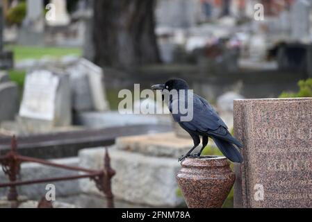 Un peu corbeau debout sur une urne, une partie d'une tombe dans un cimetière, appelant Banque D'Images