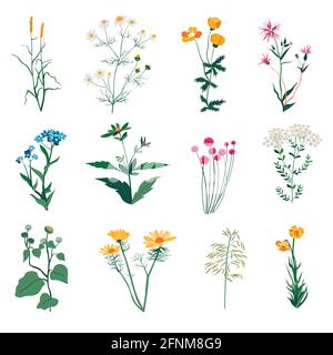 Plantes et herbes, végétation sauvage et fleurs de botanique Illustration de Vecteur