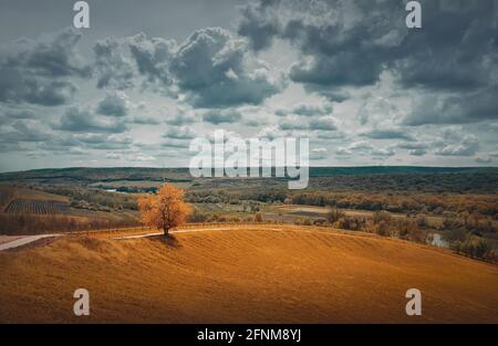 Paysage automnal pittoresque avec de belles nuances jaunes et un arbre solitaire près de la route à travers un champ. Forestan et vignobles à l'horizon. Idy Banque D'Images