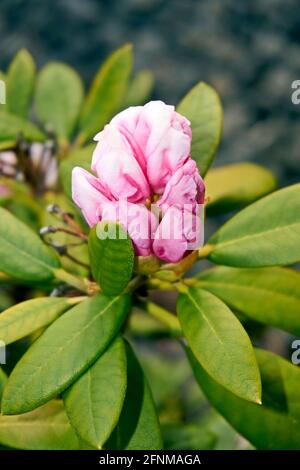 Rhododendron ferrugineum rose fleurs violet clair sur un jour ensoleillé Banque D'Images