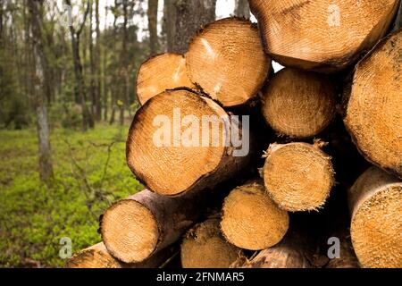 troncs d'arbres abattus dans la forêt printanière Banque D'Images