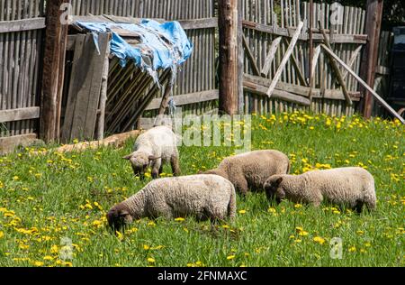 Un mouton tombe sur un jardin avec des pissenlits jaunes Banque D'Images