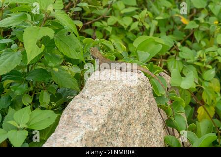 Gros plan sur un lézard chantrable (calotes versicolor) regardant autour de la pierre de roche avec herbe verte ou feuilles de fond, Rambah Pontian, Malaisie Banque D'Images