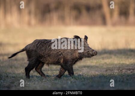 Sanglier (sus scrofa ferus) marchant sur la prairie en face de la forêt au début du printemps. Faune dans l'habitat naturel Banque D'Images