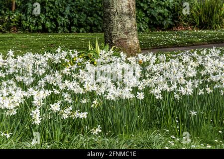 Un lit de daffodils blancs Narcisse narcissi poussant dans les jardins de Trenance à Newquay en Cornouailles. Banque D'Images