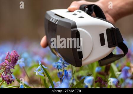 Main tenant des lunettes 3D Virtual Reality avec des fleurs sauvages bleues de printemps. Lunettes VR TECH GEAR gros plan avec flou de mise au point Banque D'Images