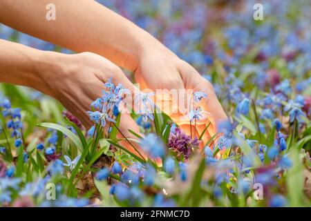 Les mains cueillant la lumière magique qui brille de la pelouse en fleur avec le joli call bleu Scilla bifolia et Corydalis cava pourpre dans la forêt sauvage ensoleillée. Ressort flo Banque D'Images