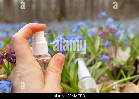 Vaporisateur à la main flacon de pompe liquide clair dans une pelouse fleur de printemps en fleur de bleu Scilla bifolia (callige). Deux déclencheurs transparents avec fermeture par gouttelettes d'eau Banque D'Images
