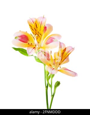 Deux fleurs d'Alstroemeria isolées sur fond blanc. Mise au point sélective. Banque D'Images