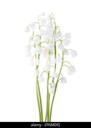 Cinq fleurs de Lily de la Vallée isolées sur fond blanc. Banque D'Images