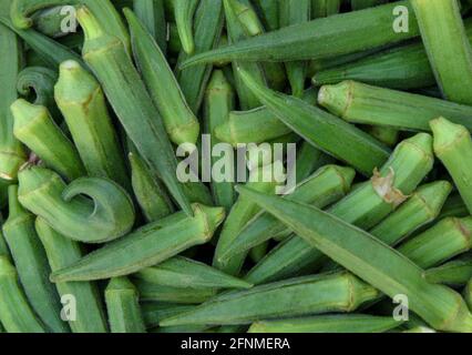 Okra ou Okro, Abelmoschus esculentus, connu dans de nombreux pays anglophones comme les doigts de femmes ou ochro Banque D'Images