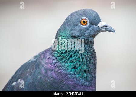 Gros plan extrême d'un pigeon commun assis sur une corniche près de ma maison à Mumbai, Inde Banque D'Images