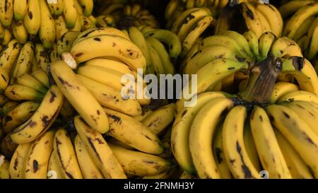 Une banane est un fruit allongé et comestible – une baie botanique – produit par plusieurs types de plantes à fleurs herbacées de grande taille du genre Musa Banque D'Images