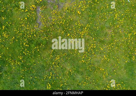 Gardelden, Allemagne. 08 mai 2021. Pissenlit fleuri dans un pré. (Prise de vue avec un drone.) Credit: Stephan Schulz/dpa-Zentralbild/ZB/dpa/Alay Live News Banque D'Images