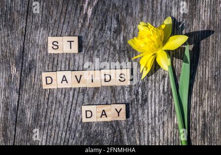 Panneau St Davids Day avec des lettres de carreaux et un seul daffodil jaune sur fond de bois abîmé. Pour la fête de Saint David au pays de Galles Banque D'Images