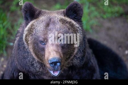 Stuer, Allemagne. 12 mai 2021. L'ours brun Mascha observe un visiteur dans son enceinte de la forêt d'ours de Müritz. Deux autres ours subissent un examen médical complexe. Au total, il y a actuellement 15 ours bruns qui vivent dans le parc, qui est exploité par l'organisation de protection des animaux Vier Pfoten depuis 15 ans et qui ont été sauvés d'un maintien inapproprié. Credit: Jens Büttner/dpa-Zentralbild/ZB/dpa/Alay Live News Banque D'Images