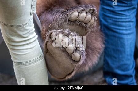 Stuer, Allemagne. 12 mai 2021. Les pattes de l'ours brun Michal anesthésié sont vues pendant le transport jusqu'à un contrôle médical dans la forêt d'ours de Müritz. L'animal est en préparation pour un examen médical. Deux ours subissent un examen médical élaboré. Au total, 15 ours bruns vivent dans le parc, qui est exploité par l'organisation de protection des animaux Vier Pfoten depuis 15 ans. Credit: Jens Büttner/dpa-Zentralbild/ZB/dpa/Alay Live News Banque D'Images