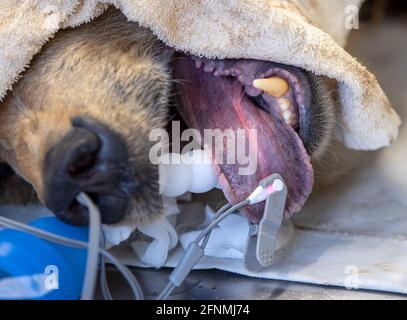 Stuer, Allemagne. 12 mai 2021. Les valeurs médicales sont mesurées sur la langue de l'ours brun Dushi au cours d'une opération dans la forêt d'ours de Müritz. Deux ours subissent un examen médical complexe. Au total, 15 ours bruns vivent dans le parc, qui a été exploité par l'organisation de protection des animaux Vier Pfoten depuis 15 ans et qui ont été sauvés d'une conservation inappropriée. Credit: Jens Büttner/dpa-Zentralbild/ZB/dpa/Alay Live News Banque D'Images