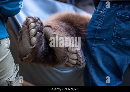 Stuer, Allemagne. 12 mai 2021. Les pattes de l'ours brun Michal anesthésié sont vues pendant le transport jusqu'à un contrôle médical dans la forêt d'ours de Müritz. L'animal est en préparation pour un examen médical. Deux ours subissent un examen médical élaboré. Au total, 15 ours bruns vivent dans le parc, qui est exploité par l'organisation de protection des animaux Vier Pfoten depuis 15 ans. Credit: Jens Büttner/dpa-Zentralbild/ZB/dpa/Alay Live News Banque D'Images