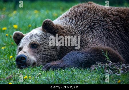 Stuer, Allemagne. 12 mai 2021. L'ours brun Michal se trouve dans son enceinte dans la forêt d'ours de Müritz. L'animal est ensuite anesthésié pour un examen médical. Deux ours subissent un examen médical élaboré. Un total de 15 ours bruns qui ont été sauvés d'un maintien inapproprié vivent actuellement dans le parc, qui est exploité par l'organisation de protection des animaux Vier Pfoten depuis 15 ans. Credit: Jens Büttner/dpa-Zentralbild/ZB/dpa/Alay Live News Banque D'Images