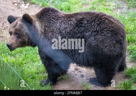 Stuer, Allemagne. 12 mai 2021. L'ours brun Mascha observe un visiteur dans son enceinte de la forêt d'ours de Müritz. Deux autres ours subissent un examen médical complexe. Au total, il y a actuellement 15 ours bruns qui vivent dans le parc, qui est exploité par l'organisation de protection des animaux Vier Pfoten depuis 15 ans et qui ont été sauvés d'un maintien inapproprié. Credit: Jens Büttner/dpa-Zentralbild/ZB/dpa/Alay Live News Banque D'Images