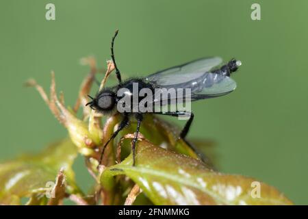 La mouche adulte de St Marc (Bibio marci) sur les feuilles, apparaissant autour de St Marks Day, ce sont des insectes lents à longues pattes, Berkshire, mai Banque D'Images