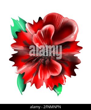 Illustration numérique rouge coquelicot sur fond blanc Banque D'Images