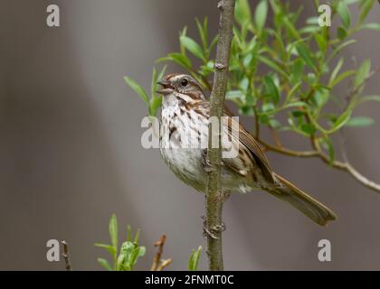 Chant Sparrow (Melospiza melodia) chantant d'un perchoir, El Dorado County California USA Banque D'Images