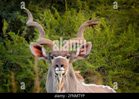 Kudu, Tragelaphus strepsiceros, antilope élégant avec cornes en spirale. Animal dans l'habitat de prairie verte, delta d'Okavango, Moremi, Botswana. Grand kudu i Banque D'Images