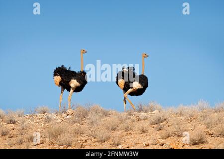 Autruche dans l'habitat des dunes de sable avec ciel bleu. Autruche commune, Struthio camelus, gros oiseau nourrissant de l'herbe verte dans la savane, Namib NP, Namibie en Africain Banque D'Images