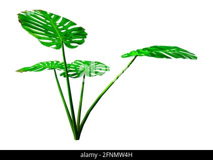 Le rendu 3D d'une plante monstera isolé sur fond blanc Banque D'Images