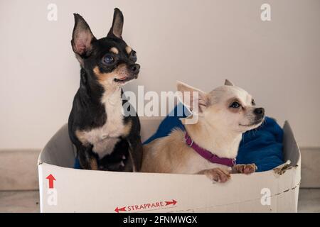 SANTA MARIA CAPUA VETERE, ITALIE - 31 janvier 2021 : deux chiots de chihuahua se reposant dans leur boîte en carton Banque D'Images