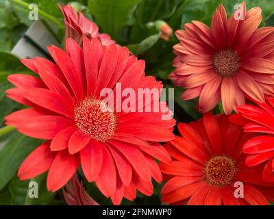Gros plan de fleurs de gerberea rouge isolée (garvinea) dans le centre du jardin Banque D'Images