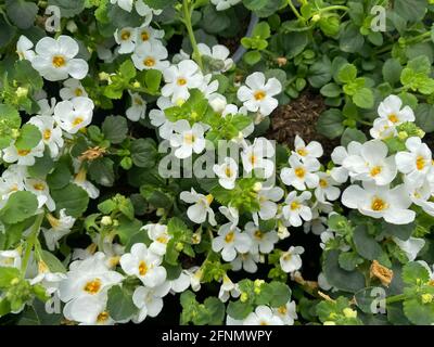 Vue de dessus sur les fleurs isolées de solanum jaune blanc (rantonnetii) dans centre de jardin Banque D'Images