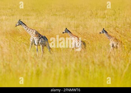 Babe girafe. Jeune girafe et lever du soleil le matin. Végétation verte avec portrait d'animal. Scène sauvage de la nature. Lumière orange dans la forêt, Kruger Banque D'Images