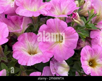 Vue de dessus sur les fleurs pétunia suspendues roses dans le jardinier (accent sur la floraison au centre) Banque D'Images