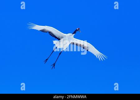 Vol d'hiver, deux grues à couronne rouge, Hokkaido, Japon. Oiseau en vol, scène hivernale avec flocons de neige. L'amour de la neige dans la nature. Scène sauvage de nature sauvage Banque D'Images