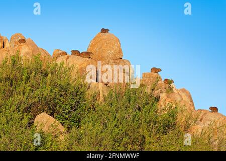Groupe de troupeau d'hyrax sur la colline de pierre. Roche Hyrax dans l'habitat de roche, pierre dans la montagne rocheuse. Scène sauvage de la nature. Beaucoup d'hyrax caché. Procavia ca Banque D'Images
